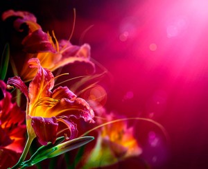 Fotooboi Cvety (110)